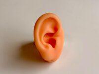 Oreja de Silicona para Auriculoterapia | Modelo de Práctica zoom